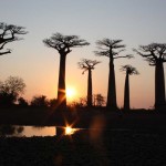 Madagaskar Baobab Allee Westen