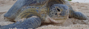 Schildkröten in Madagaskar