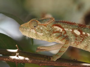 Madagaskar Nationalparks Chamäleon im Kirindy Wald