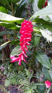 Kreolische Farben: Blume La Réunion