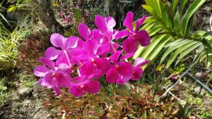 Kreolische Farben: Flora auf La Réunion