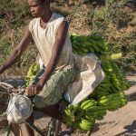 Eindrucksvolle Tage in Madagaskar: Bananentransport in Madagaskar © Achim Möbes