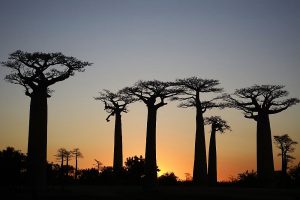 Abenteuerreise nach Madagaskar: Baobaballee in der Abenddämmerung