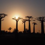 Infoabend: Madagaskarreise war sensationell - Baobaballee