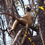 Madagaskarreise war sensationell - Lemur