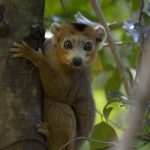 Quer durch Madagaskars Norden - Lemur - eindrucksvolle Madagaskar-Reise