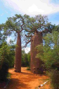 Baobabs Reise in den Südwesten Madagaskars