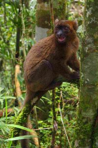 Lemur auf der Reise in den Südwesten Madagaskars