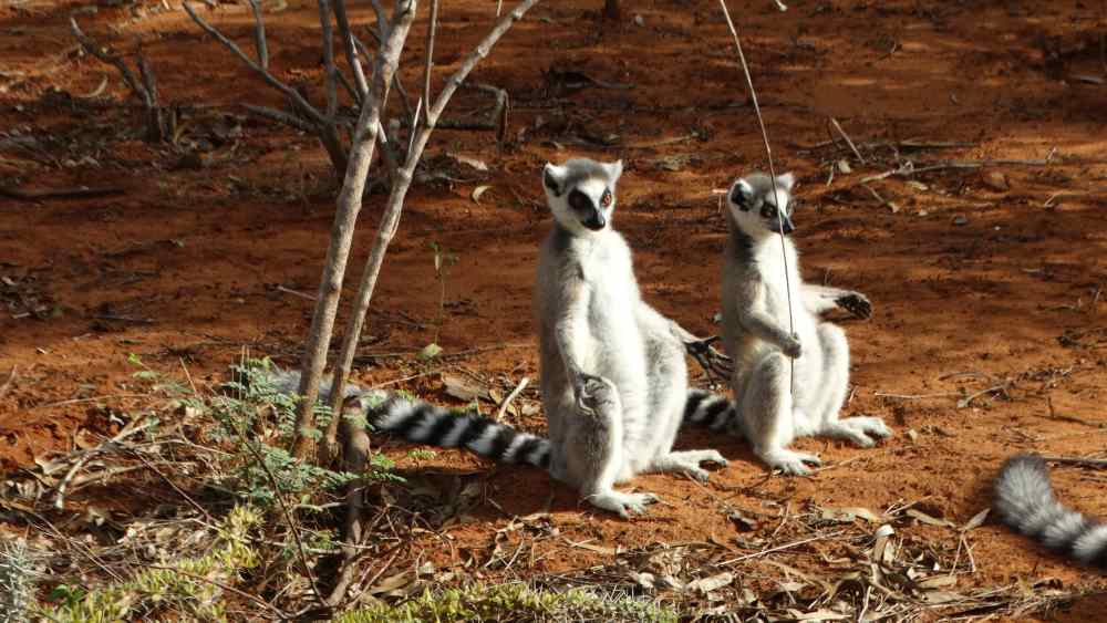 Unser Madagaskar Abenteuer: Sonnenbaden à la Lemur