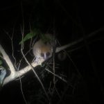 Unvergessliche Madagaskarreise:Nachtaktive Lemuren bei Fort Dauphin in Madagaskar